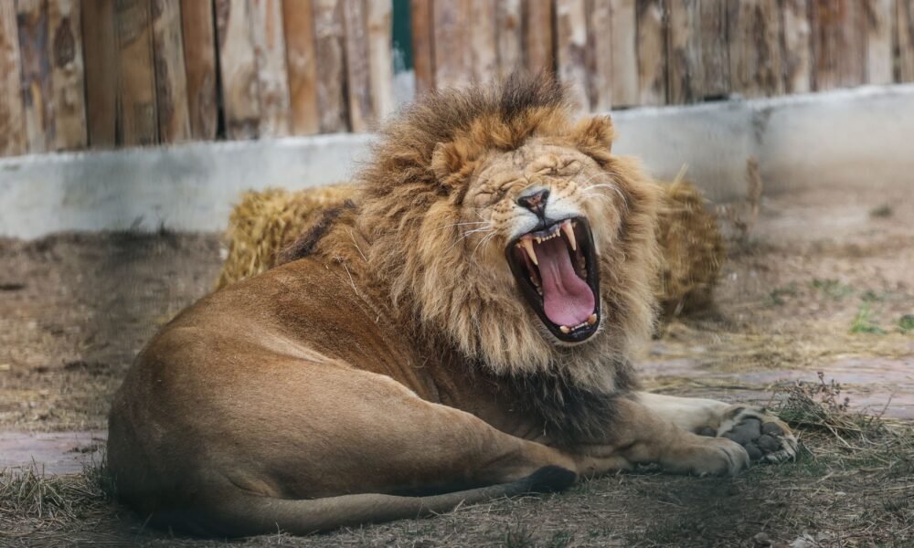 Do the Roar